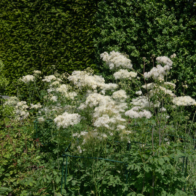 Thalictrum 'Alba' 2L -