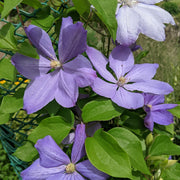 Clematis 'Mrs. Cholmondeley' 60cm -