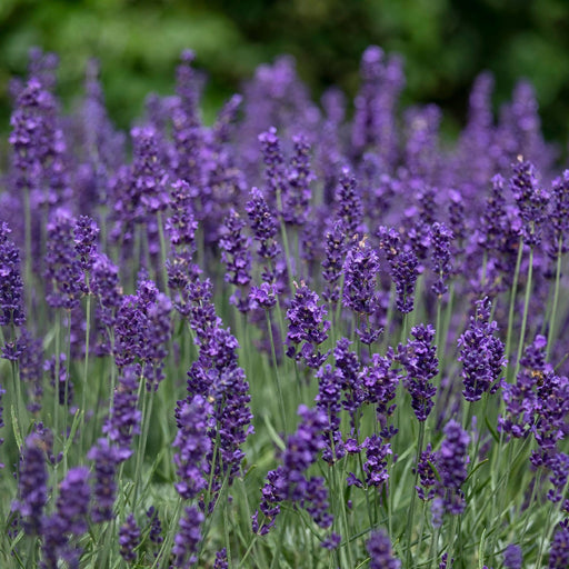 Lavender angustifolia 'Hidcote' (9cm/2L) -