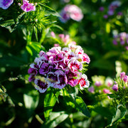 Dianthus Bianca 3L -