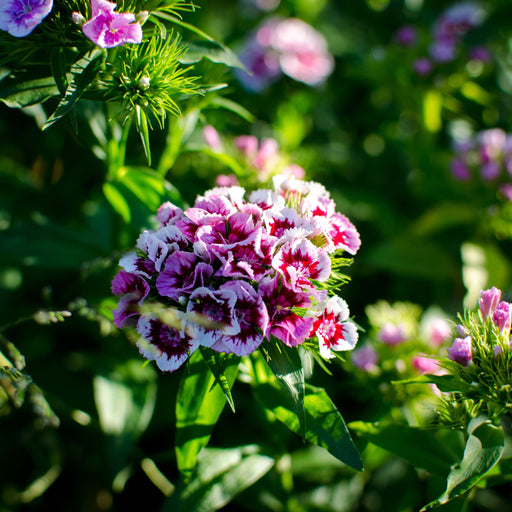 Dianthus Bianca 3L -