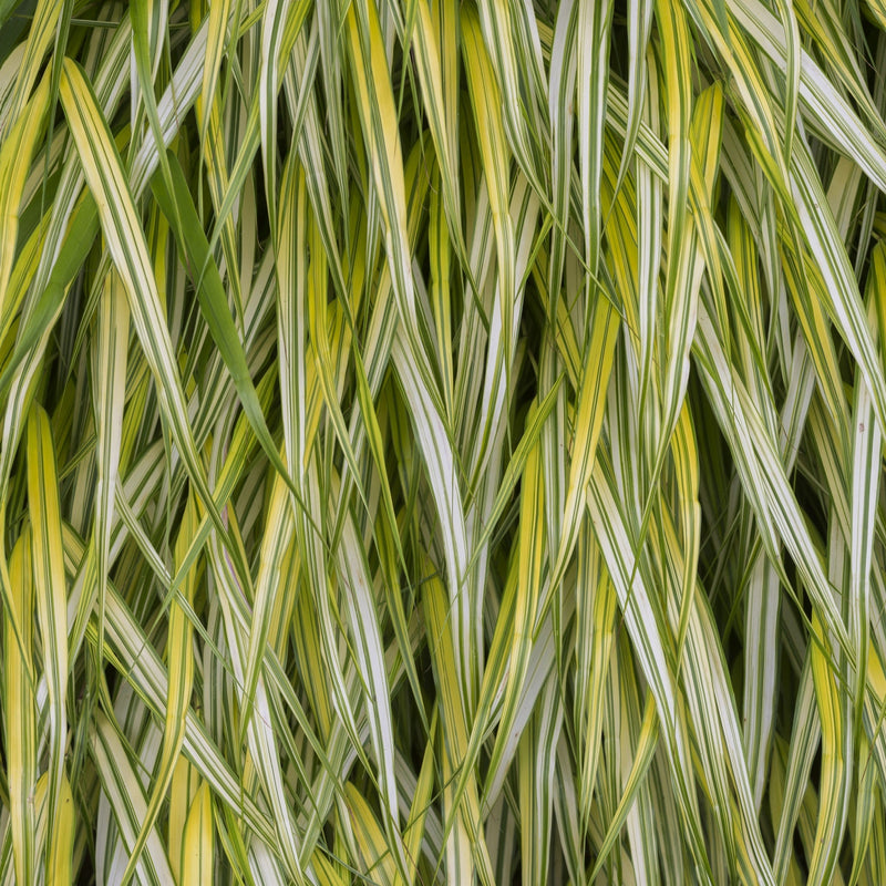 Hakonechloa macra 'Aureola' Grass 2L -