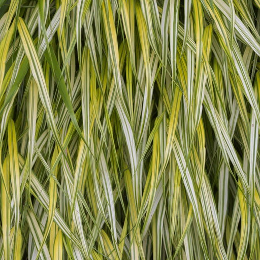 Hakonechloa macra 'Aureola' Grass 2L -