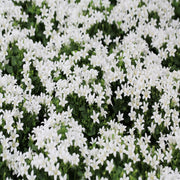 Campanula portenschlagiana 'White Blush' 1.5L -