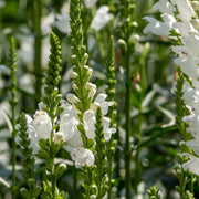 Physostegia Virginia 'Crown of Snow' 9cm -