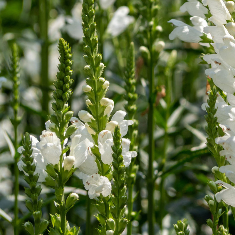 Physostegia Virginia 'Crown of Snow' 9cm -