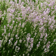 Lavender angustifolia rosea (pink) 9cm -