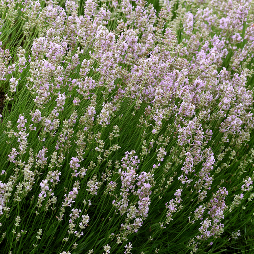 Lavender angustifolia rosea (pink) 9cm -