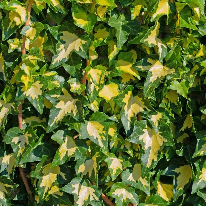 Hedera helix 'Goldheart' 60-70cm -