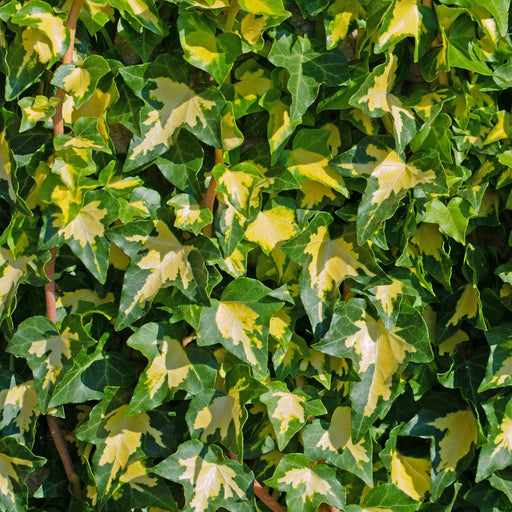 Hedera helix 'Goldheart' 60-70cm -
