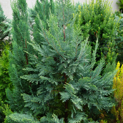 Chamaecyparis lawsoniana 'Van Pelt's Blue' 2L (50-60cm inc. pot) - Home & Garden > Plants > Indoor & Outdoor Plants > Landscaping & Garden Plants > Garden Plants