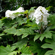 Hydrangea Quercifolia Snow Queen 2L -