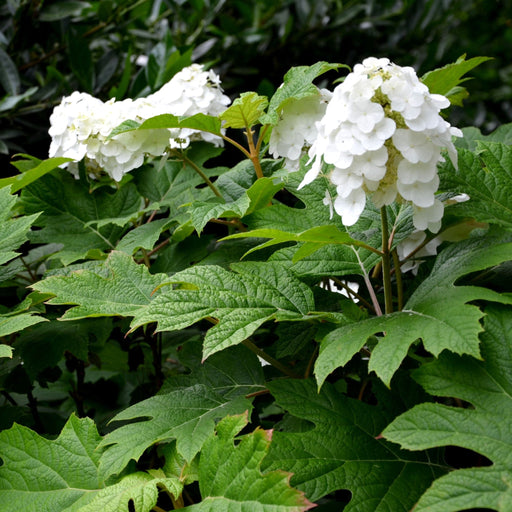 Hydrangea Quercifolia Snow Queen 2L -