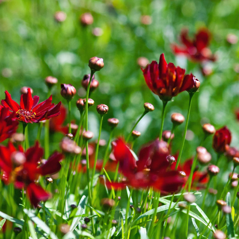 Coreopsis 'Ruby Red' 9cm -