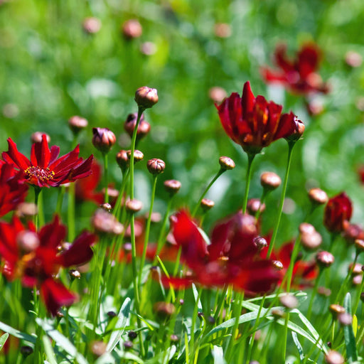 Coreopsis 'Ruby Red' 9cm -