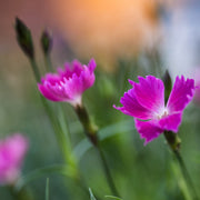 Dianthus - Kahori 3L -
