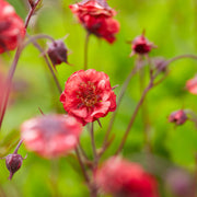 Geum 'Flames of Passion' 9cm -