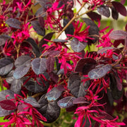 Loropetalum Chinese Pipas Red 9cm -