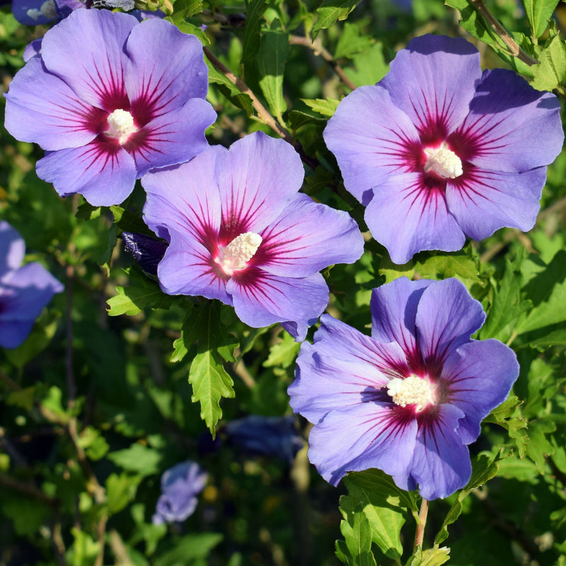 Hibiscus syriacus 'Oiseau bleu' 3L -