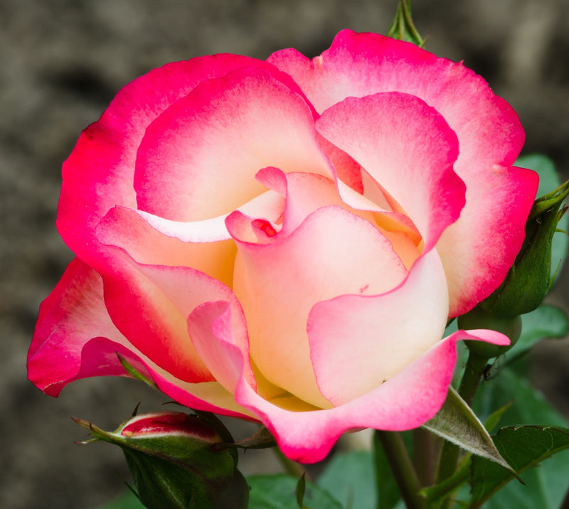 Rose Birthday Girl ‘Meilasso’ | Floribunda Rose | 4L Potted Rose (PRE ORDER DECEMBER '25) -