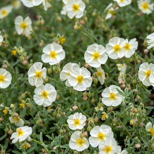 Helianthemum 'The Bride' 9cm -