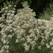 Olearia x Haastii (Daisy Bush) 9cm - Home & Garden > Plants > Indoor & Outdoor Plants > Bushes & Shrubs > Shrubs