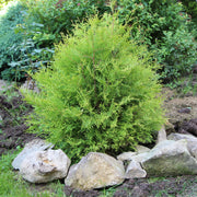 Thuja occidentalis 'Rheingold' 2L - Home & Garden