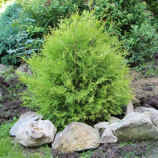 Thuja occidentalis 'Rheingold' 2L - Home & Garden