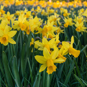 40 Dwarf Daffodil Bulbs Including Scented Daffodils -