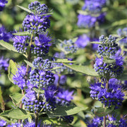 Caryopteris x clandoensis 'Kew Blue' 1L -