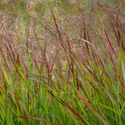 Panicum virgatum 'Shenandoah' 9cm -