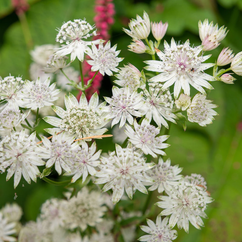 Astrantia 'Star of Billion' 2L -