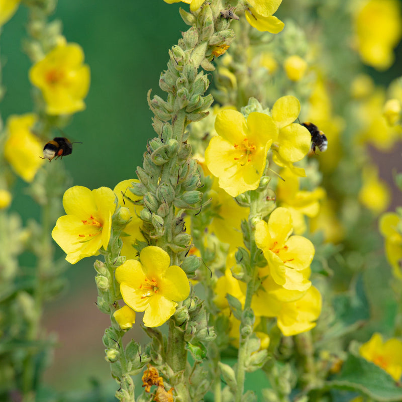 Verbascum x hybridum 'Banana Custard' 1L -