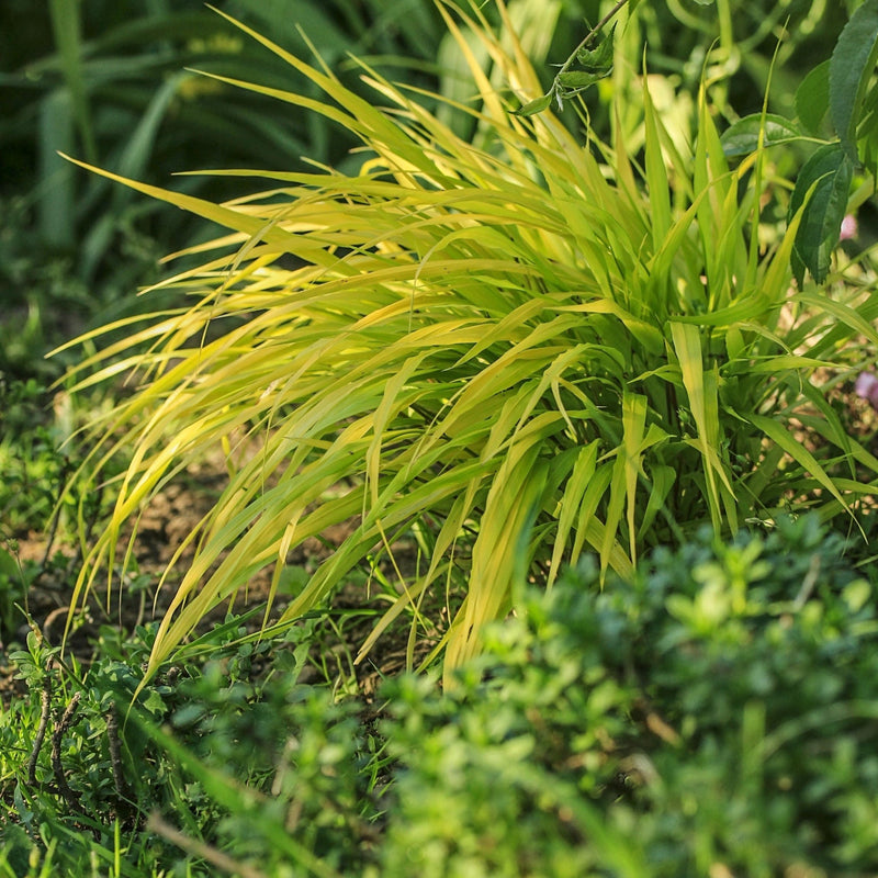 Hakonechloa macra 'Allgold' Grass 9cm / 2L -