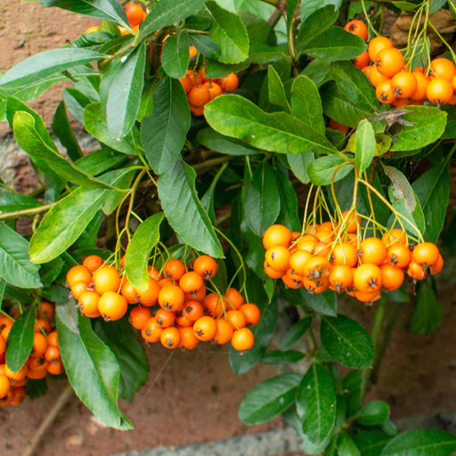 Pyracantha coccinea 'Firelight' 1L -