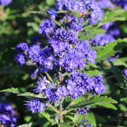 Caryopteris x clandoensis 'Kew Blue' 1L -