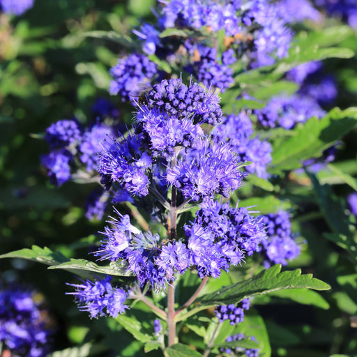 Caryopteris x clandoensis 'Kew Blue' 1L -