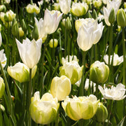 Tulip 'Purissima' (4 Bulbs) -