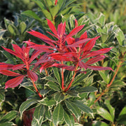 Pieris japonica Carnaval 1.5L -