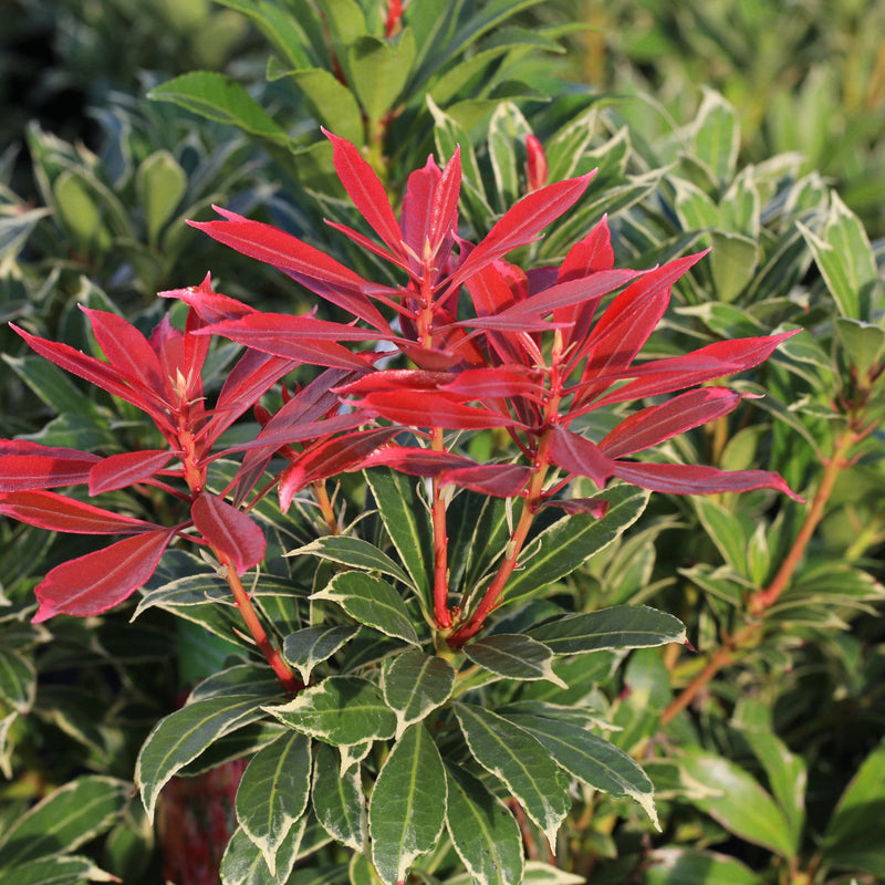 Pieris japonica Carnaval 1.5L -