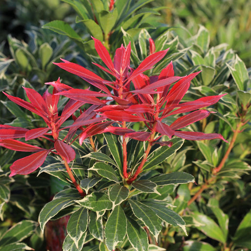 Pieris japonica Carnaval 1.5L -