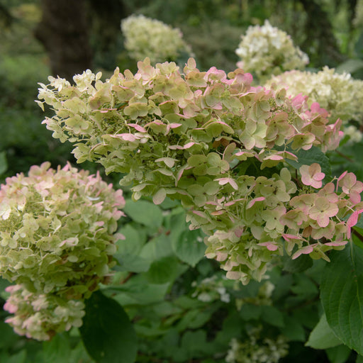 Hydrangea paniculata 'Unique' 1L (30-40cm inc pot) -