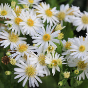 Aster ageratoides 'Starshine' 9cm -