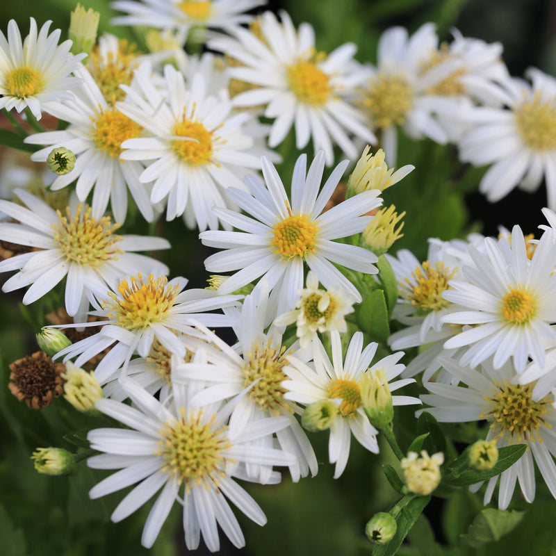 Aster ageratoides 'Starshine' 9cm -
