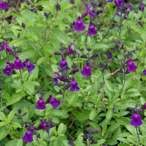 Salvia 'Amethyst Lips' 9cm -