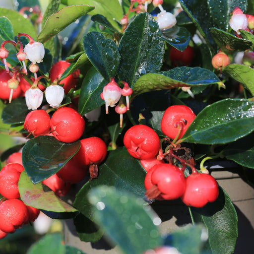 Gaultheria procumbens 'Florry' 3L - Home & Garden > Plants