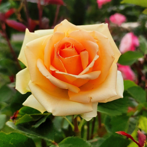 Rose Indian Summer | Hybrid Tea Rose | 4L Potted Rose (PRE ORDER DECEMBER '25) -