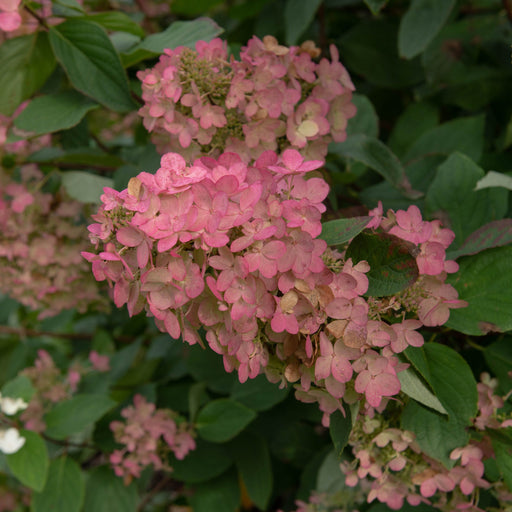 Hydrangea paniculata 'Pink Diamonds' 1/2L -