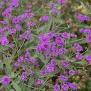 Verbena Santos Purple 9cm/1.5L/2L -