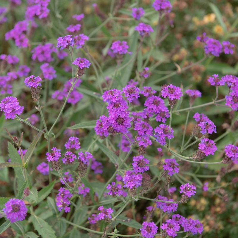 Verbena Santos Purple 9cm/1.5L/2L -